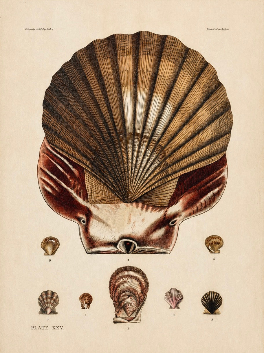 Scallop Shells | Original Hand-Colored Shell Engraving – Captain Thomas Brown, Plate XXV | c. 1840