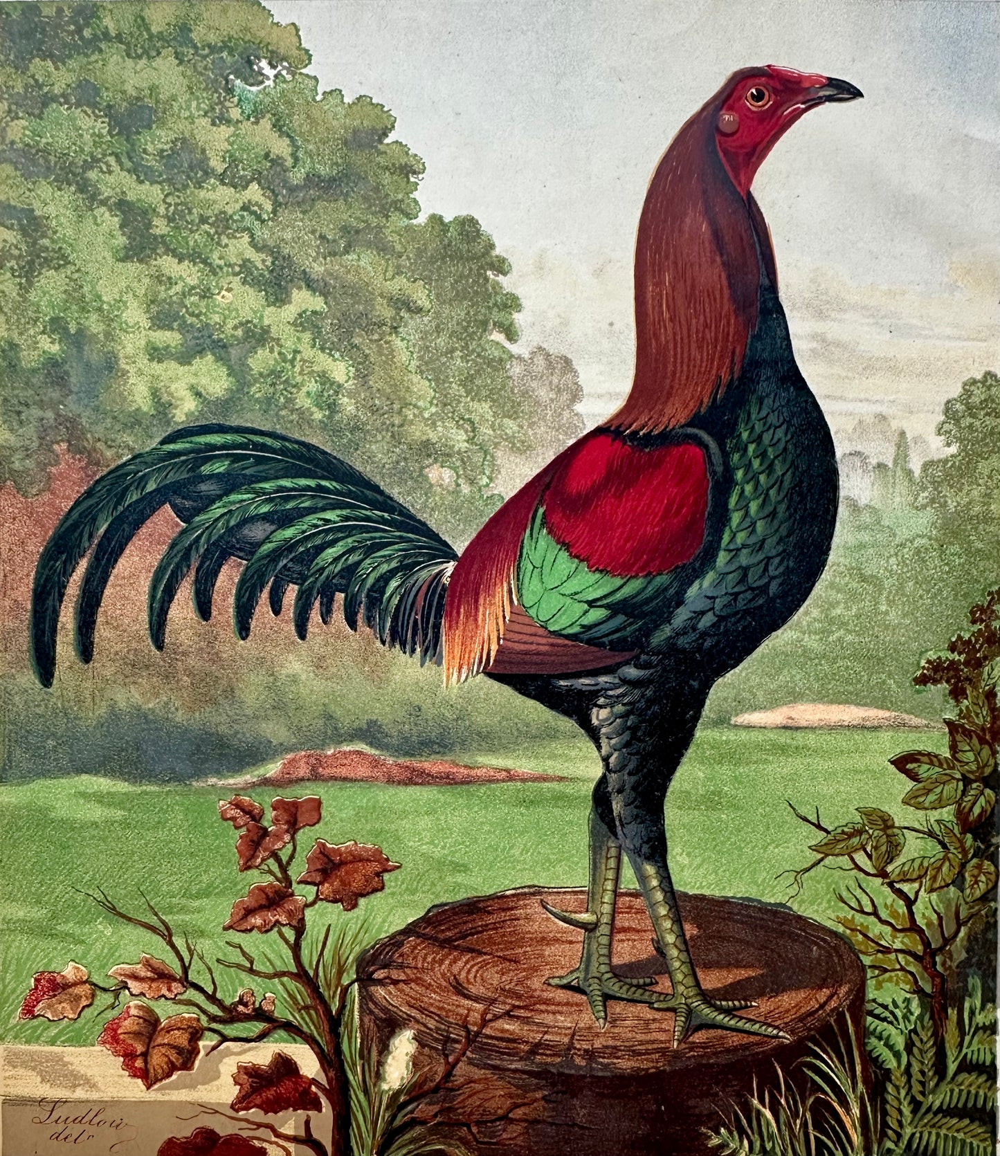 Black Breasted Wild Game Cock Original Chromolithograph Print, 1890
