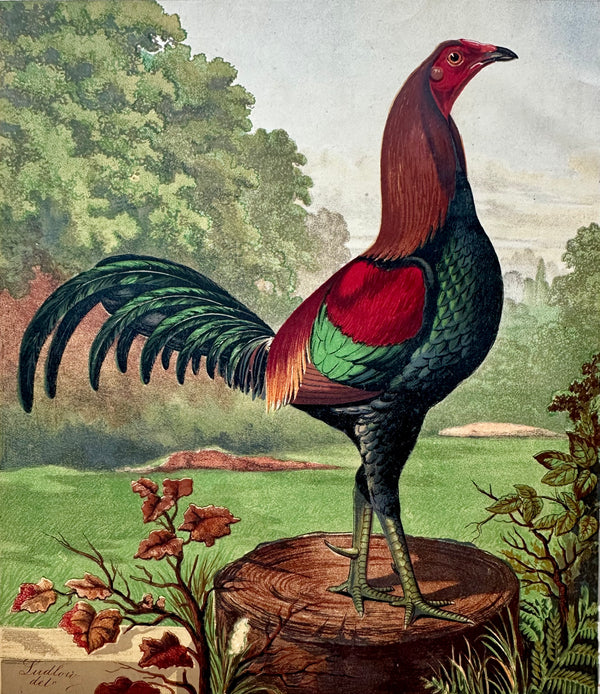 Black Breasted Wild Game Cock Original Chromolithograph Print, 1890