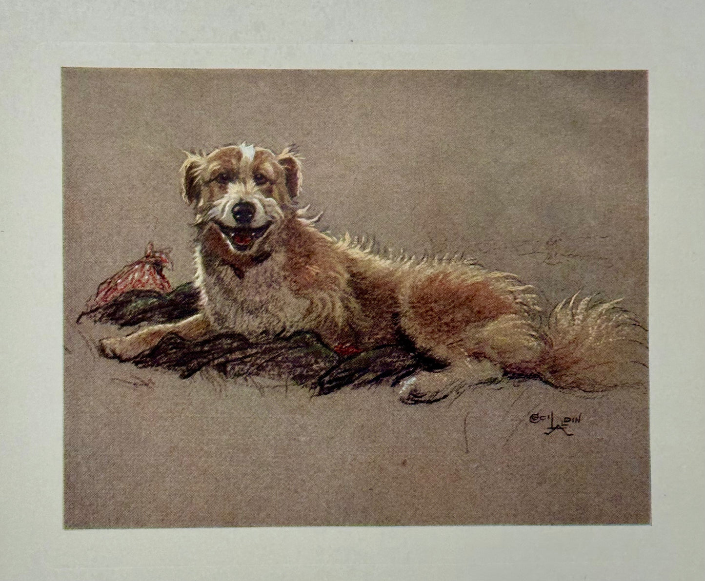 Border Collie Dog by Cecil Aldin, 1928