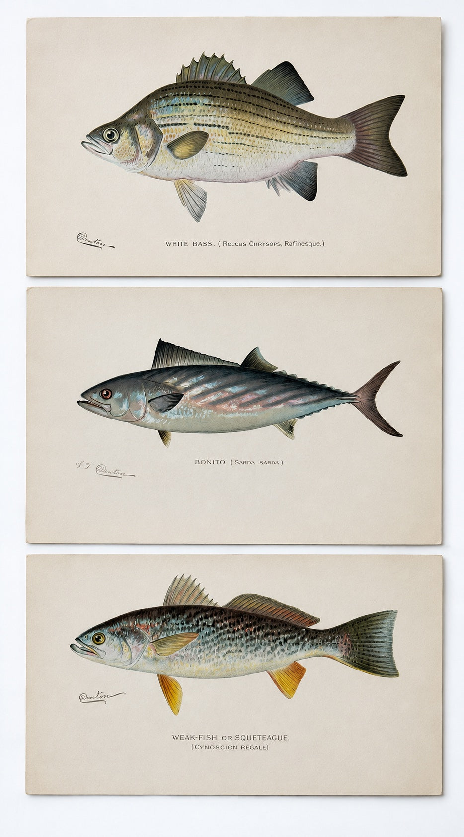 White Bass, Bonito & Weakfish - by Denton Circa 1903, S/3