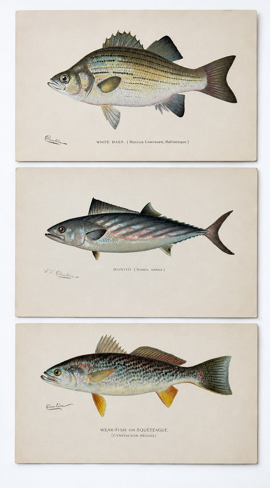 White Bass, Bonito & Weakfish - by Denton Circa 1903, S/3