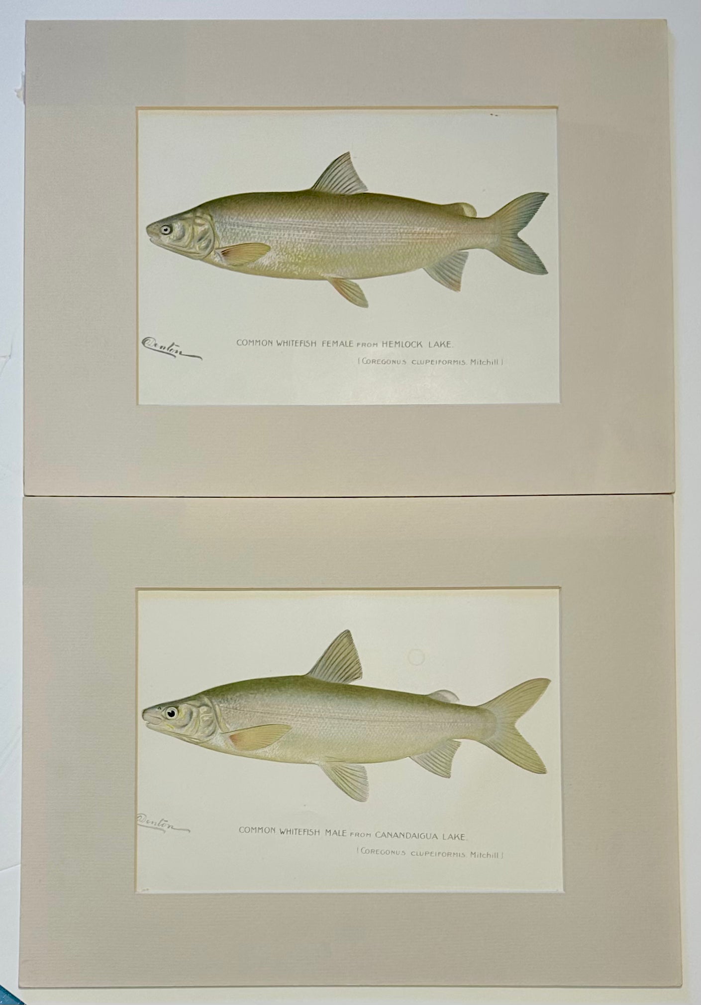Whitefish Male & Female Pair, 1903
