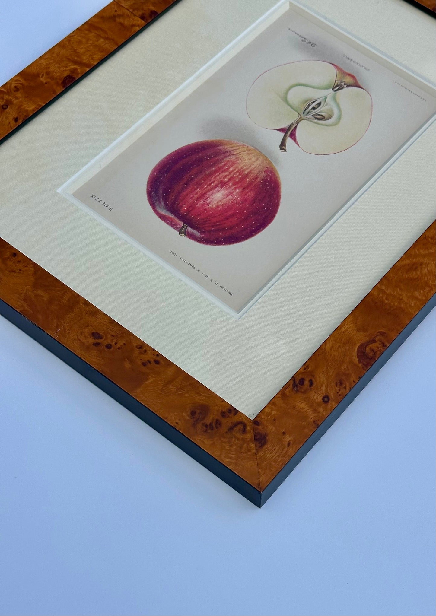 Red Delicious Apple, Original framed print, 1903