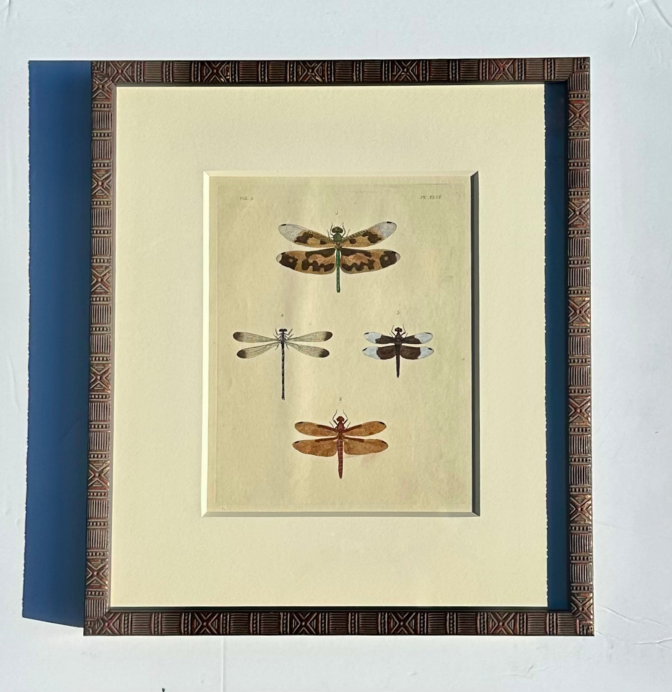 Dragonfly study, original print by Dru Drury, 1837