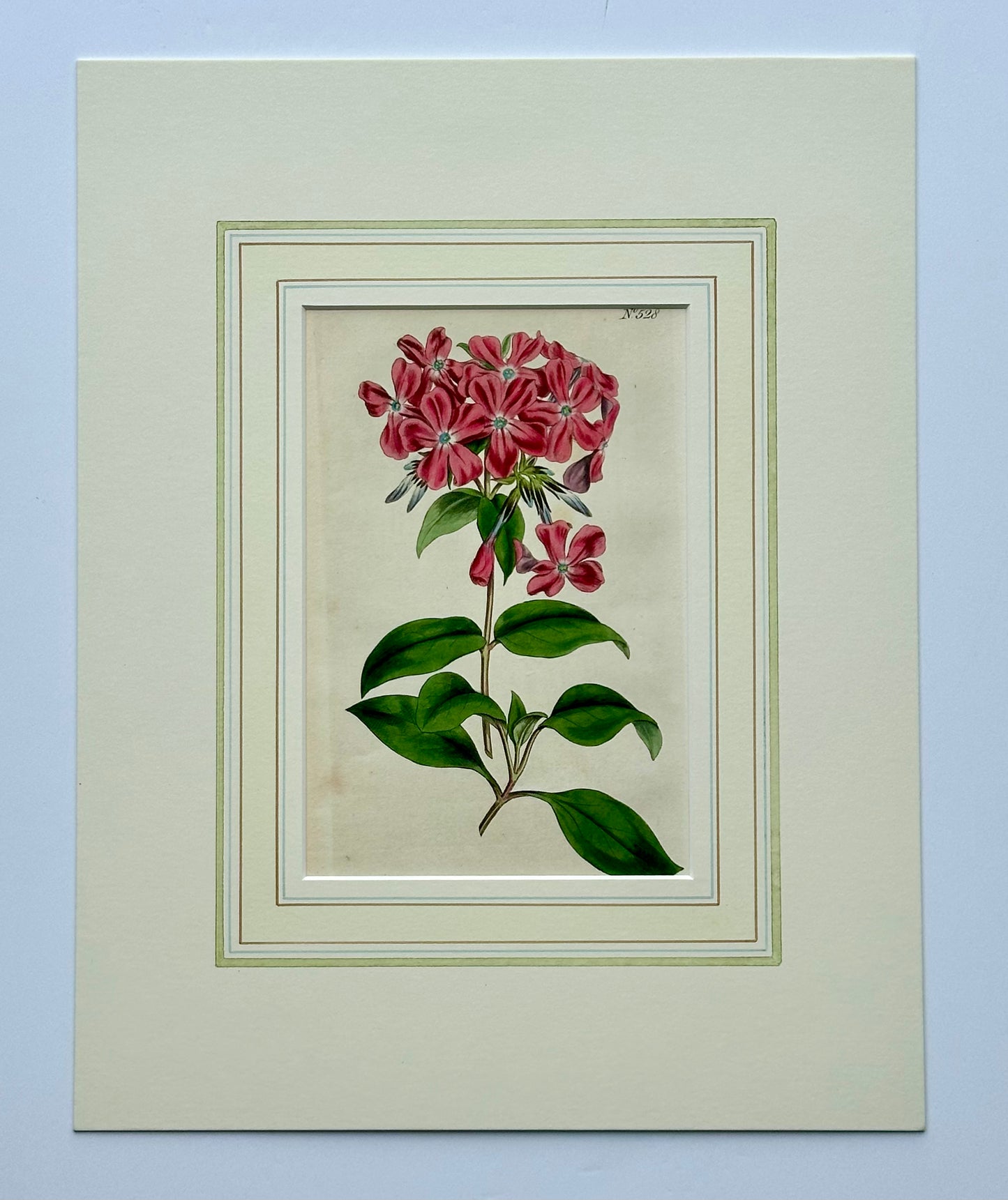 Phlox Flower Botanical, Original engraving by Curtis