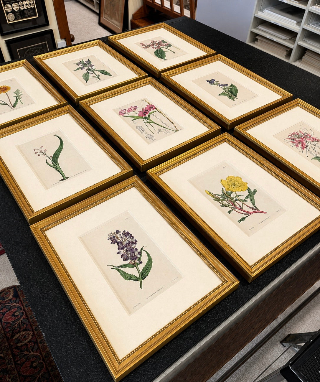 Set of 9 Framed Hand-Colored Botanical Engravings from William Curtis's Botanical Magazine, 19th Century