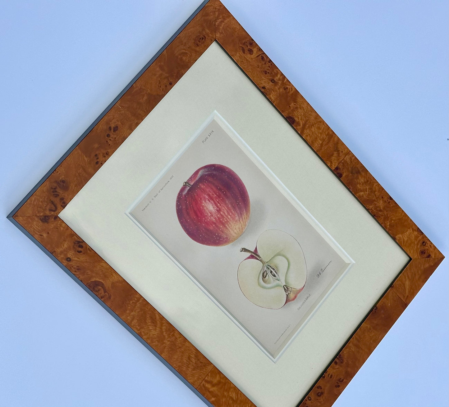 Red Delicious Apple, Original framed print, 1903