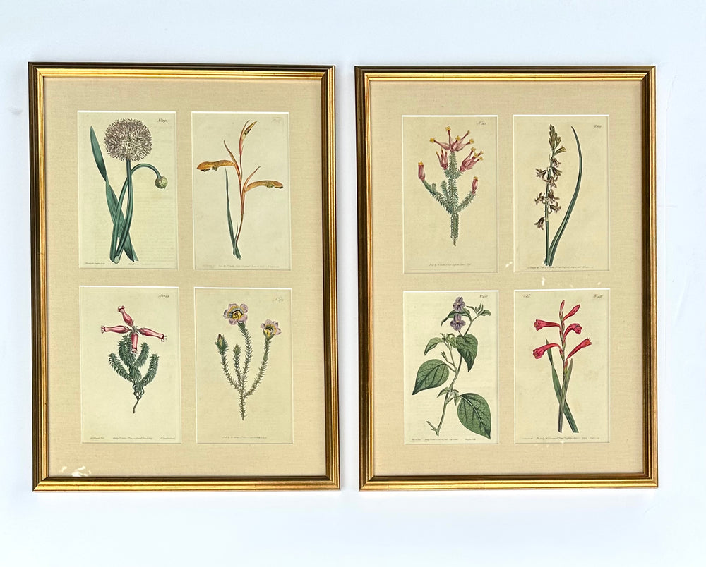 Set of botanicals by William Curtis, 1806 (framed)