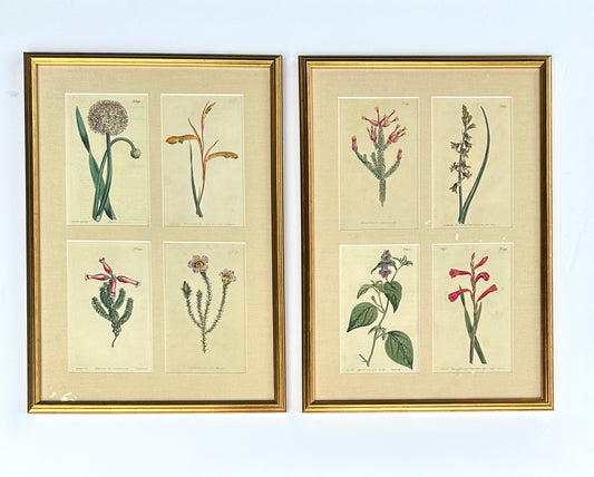 Set of botanicals by William Curtis, 1806 (framed)