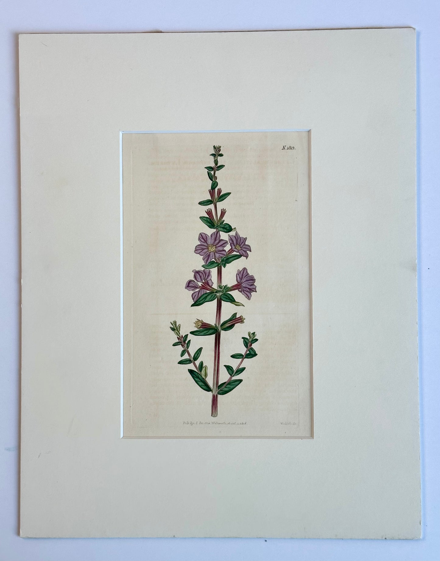 Winged Loosestrife Botanical Engraving by Curtis, 1796