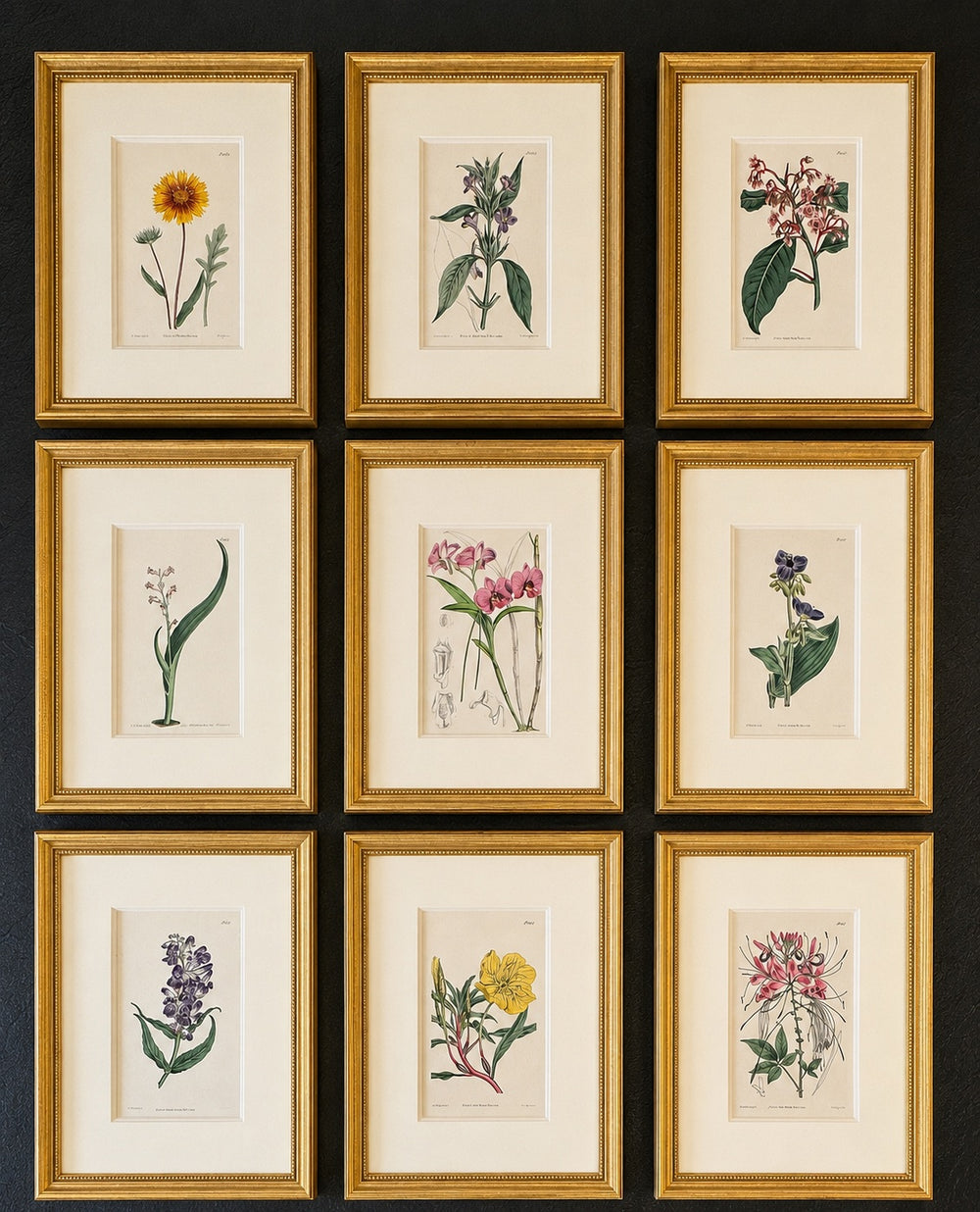 Set of 9 Framed Hand-Colored Botanical Engravings from William Curtis's Botanical Magazine, 19th Century