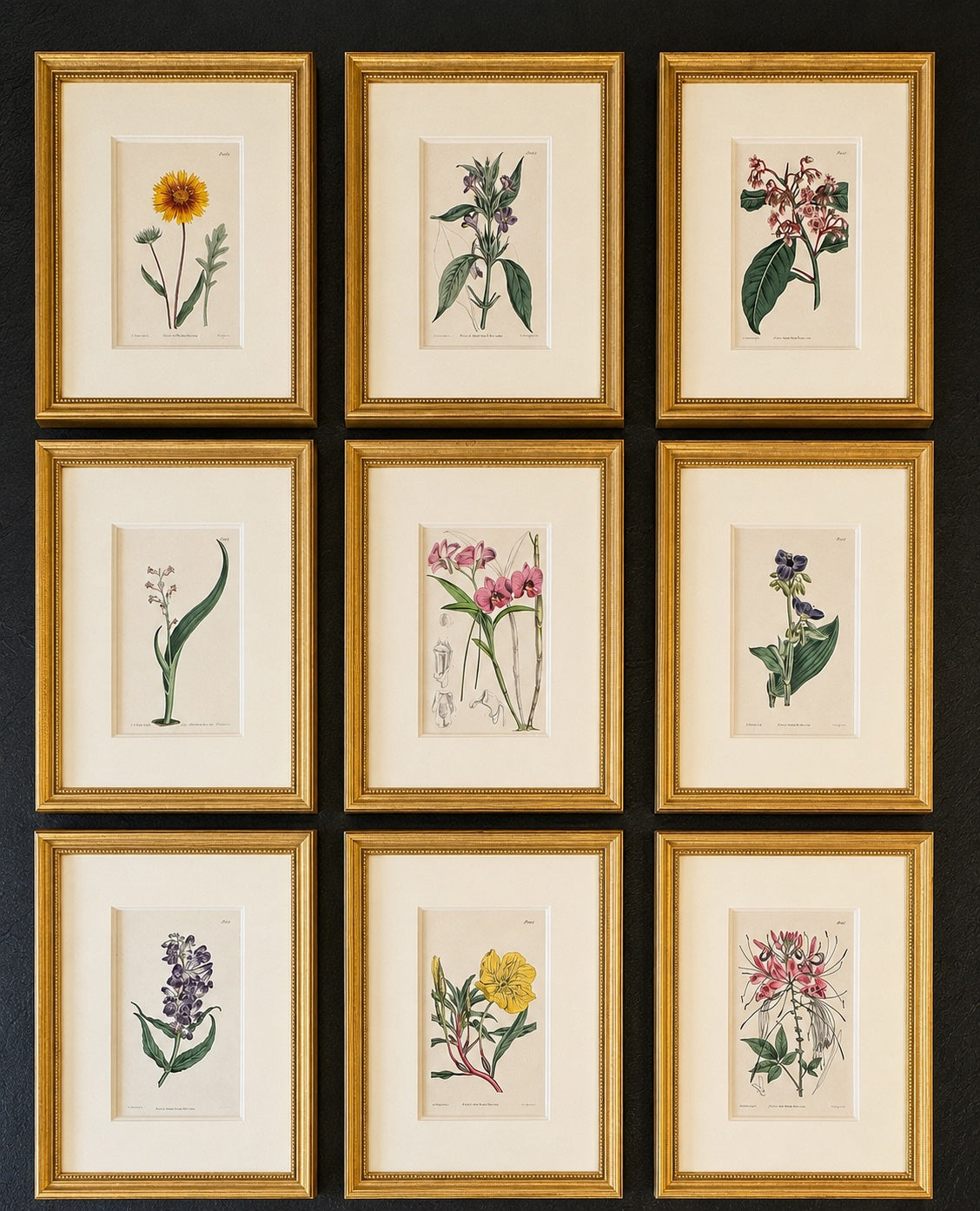Set of 9 Framed Hand-Colored Botanical Engravings from William Curtis's Botanical Magazine, 19th Century
