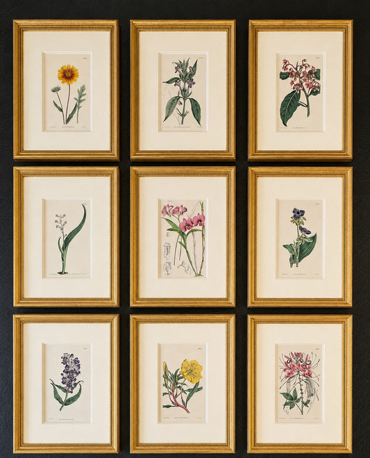 Set of 9 Framed Hand-Colored Botanical Engravings from William Curtis's Botanical Magazine, 19th Century