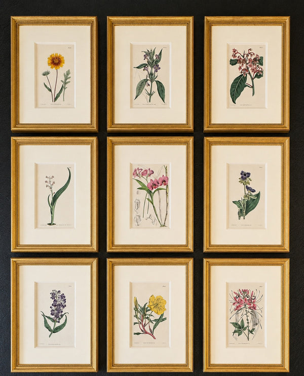 Set of 9 Framed Hand-Colored Botanical Engravings from William Curtis's Botanical Magazine, 19th Century