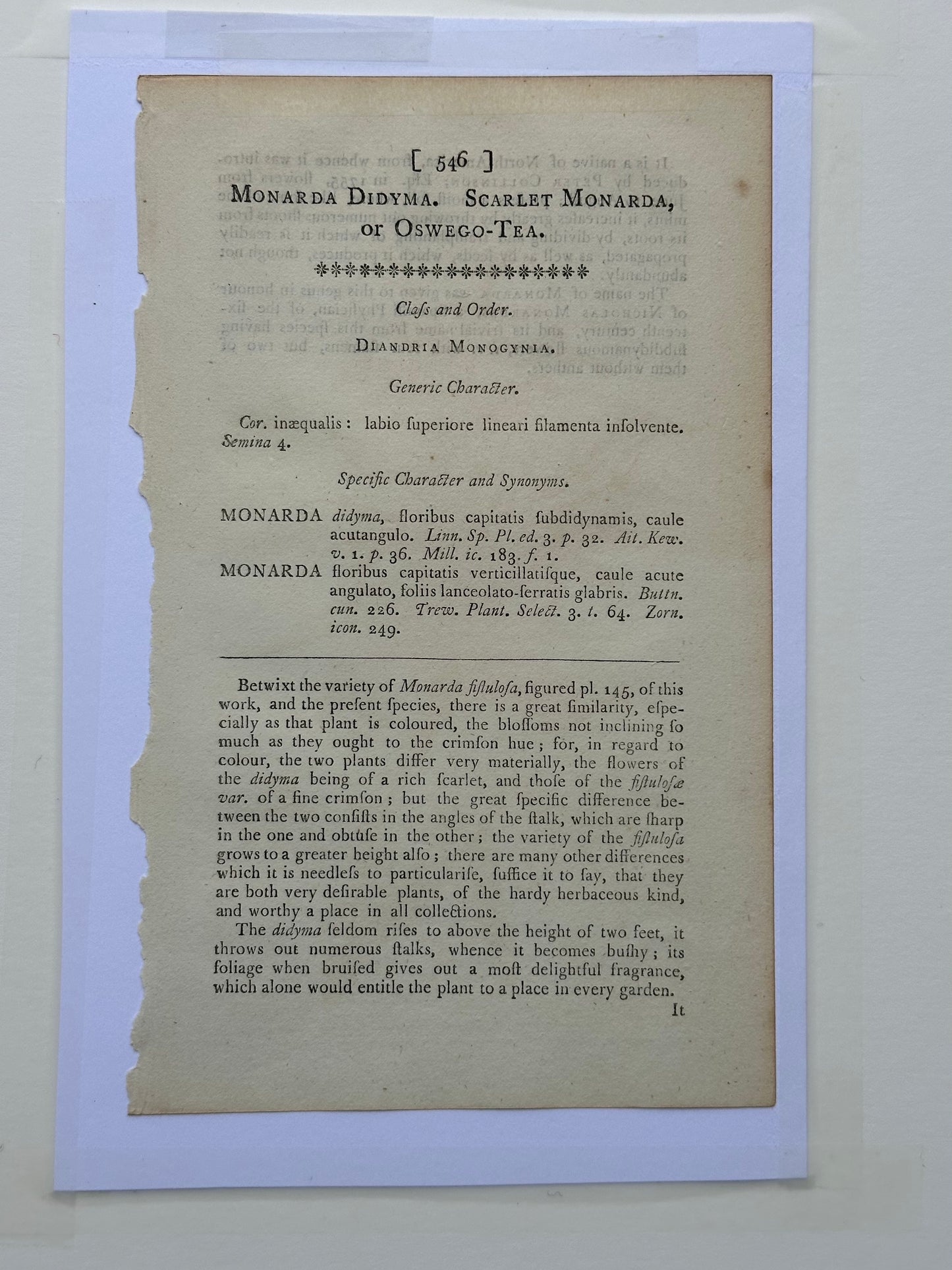 Scarlet Monarda Botanical Flower Original Engraving by Curtis, 1803