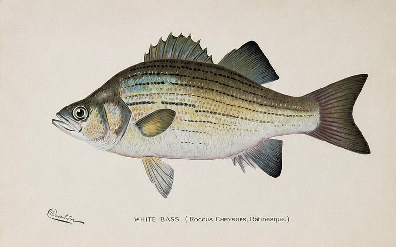 White Bass, Bonito & Weakfish - by Denton Circa 1903, S/3