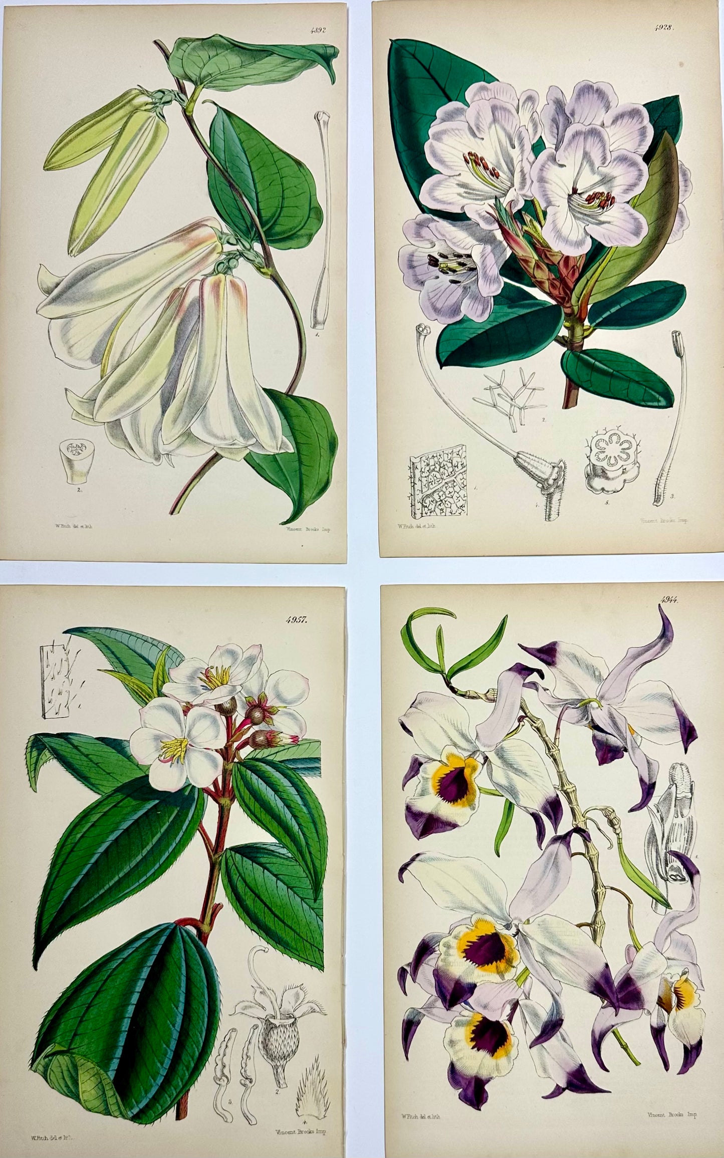 Original Botanical Engravings by William Curtis, 1856 (Set of 4)