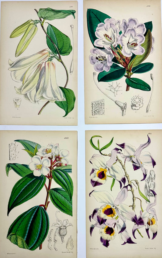 Original Botanical Engravings by William Curtis, 1856 (Set of 4)