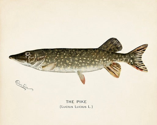 Bluefish, Atlantic Salmon, Pike & Landlocked Salmon - by Denton Circa 1903, S/4