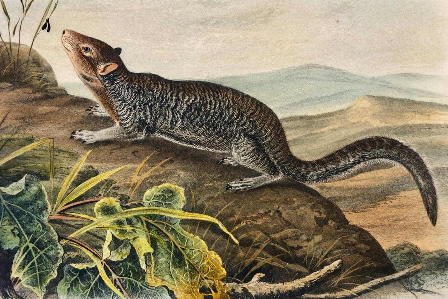 Large-Tailed Ground Squirrel Lithograph –  Original Audubon 1st edition Print, 1842