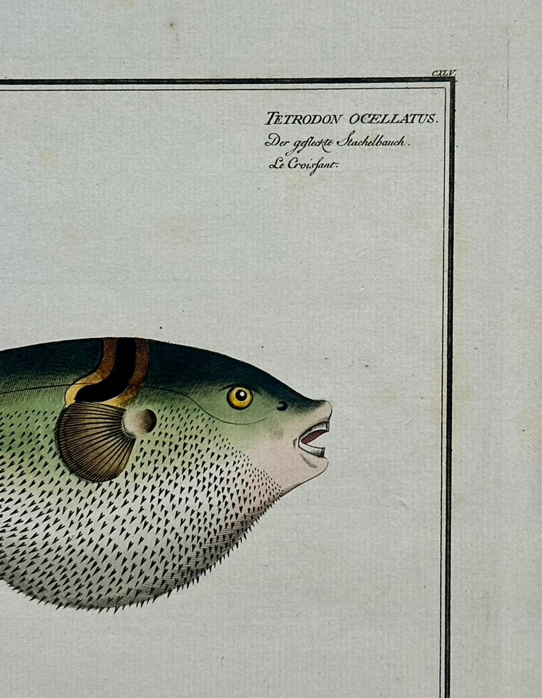 Puffer Fish Original Print by Bloch, 1782