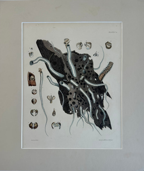 Coral Shells by Captain Brown, 1845