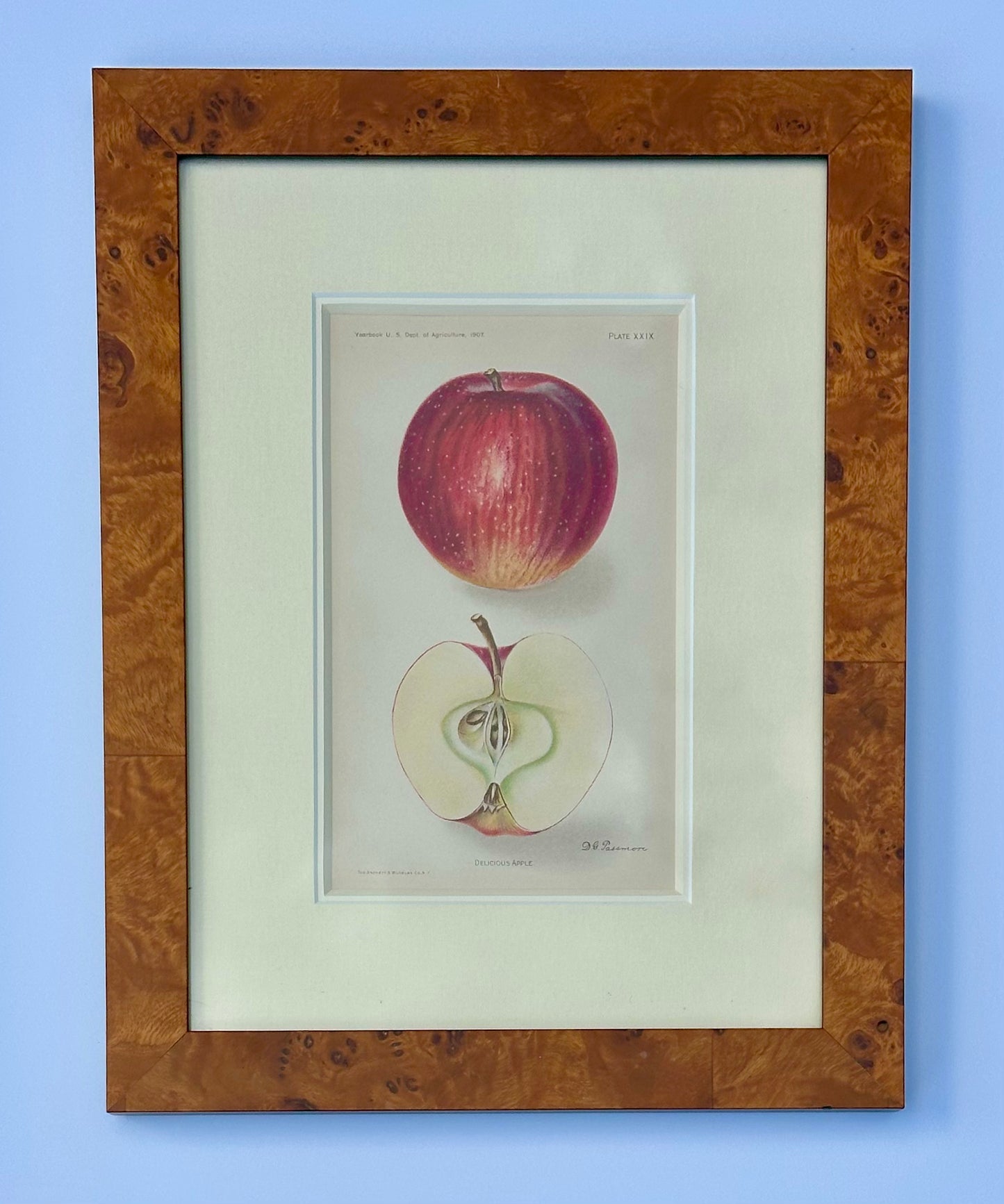 Red Delicious Apple, Original framed print, 1903