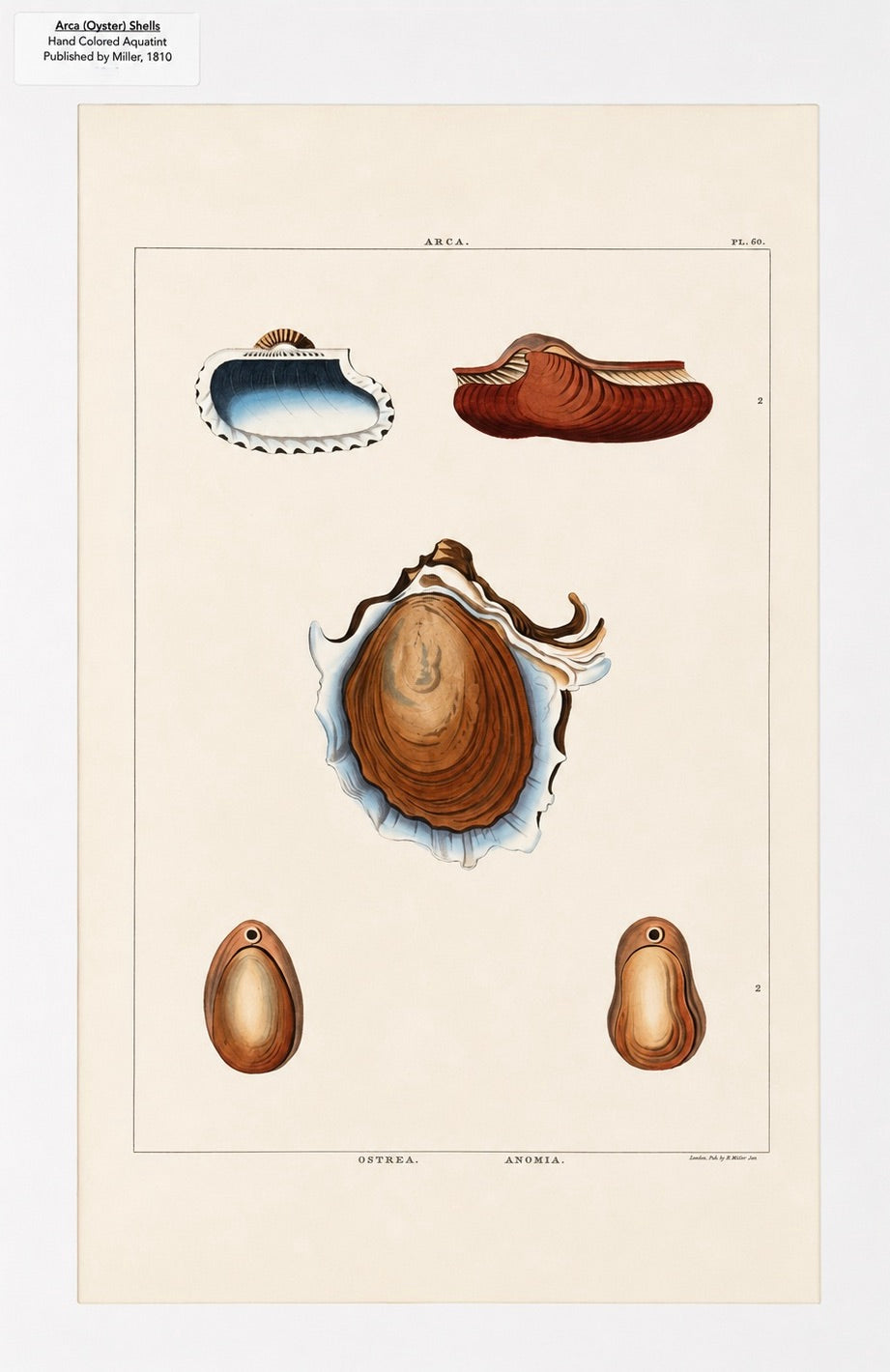 Arca Oyster Shells Original Print by Perry, 1810