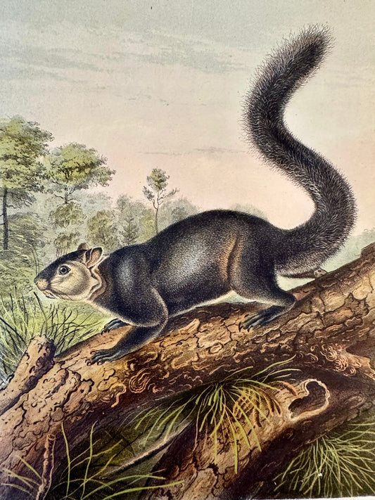 Dusky Squirrel by John James Audubon, 1st edition octavo, 1842