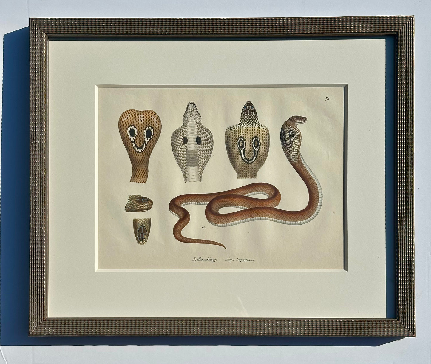 Cobra Snake Print by Schinz, Custom Framed