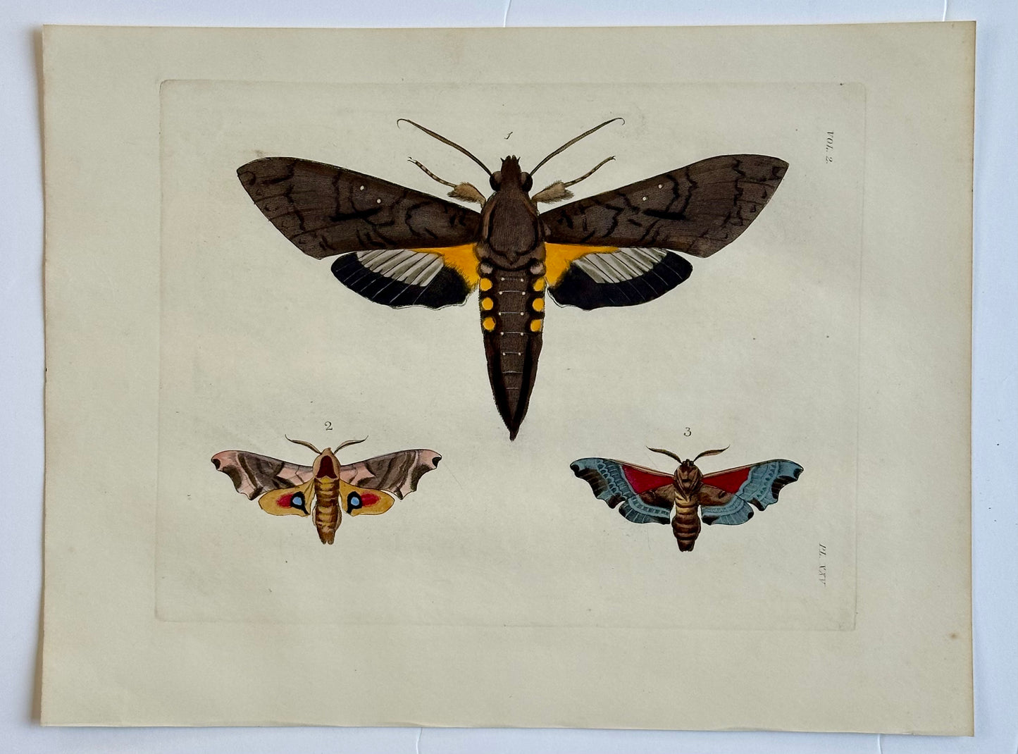 Sphinx Moths Original Engraving by Dru Drury, 1837