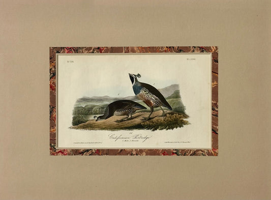 Original California Patridge by John James Audubon, 1842