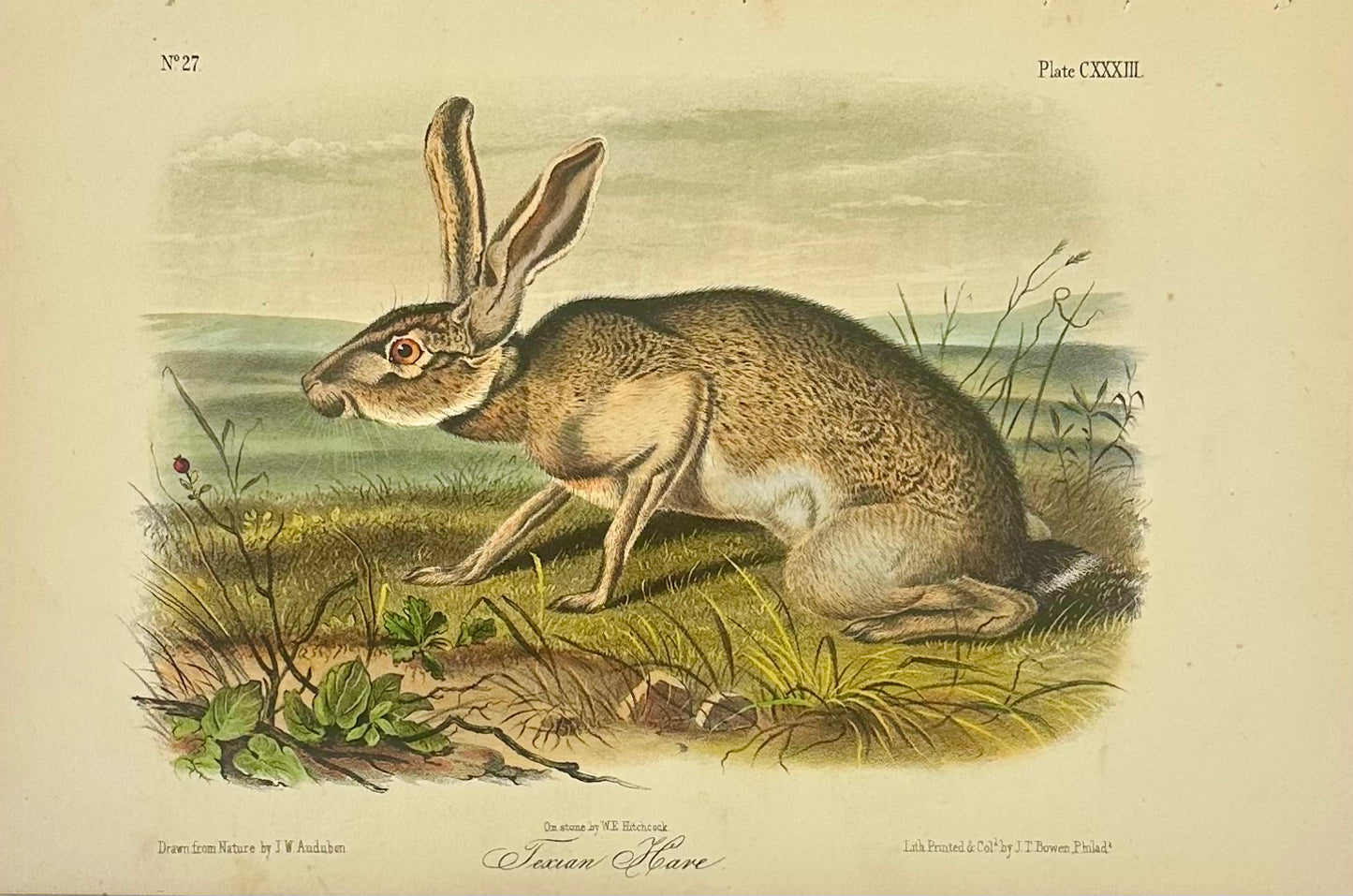 Texan Hare by John James Audubon, 1st Edition Octavo Print, 1842