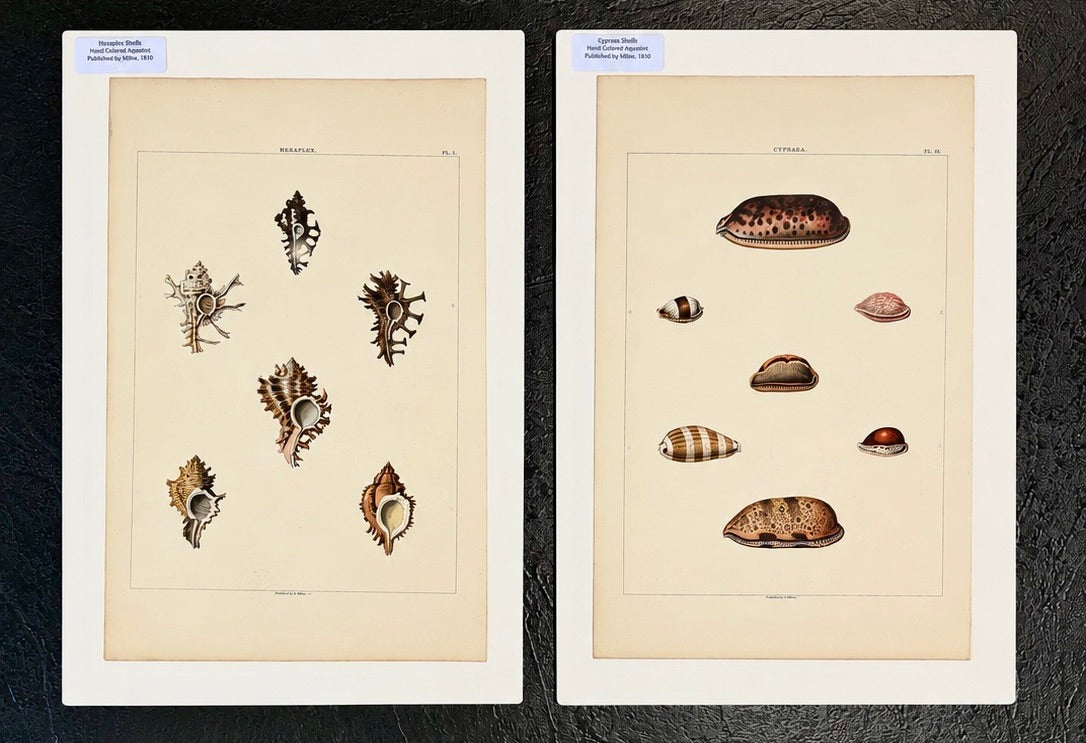Original Shell Engravings from Rees's Cyclopaedia (Murex & Cowrie Shells), 1810 (Pair)