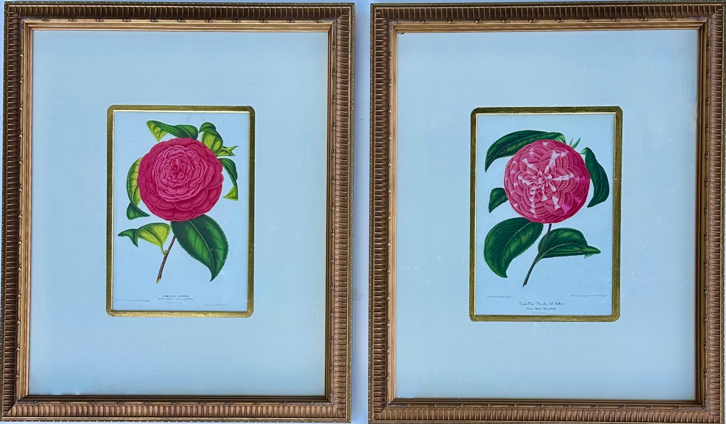 Camellia Prints, Framed Original Botanicals by Verschaffelt, 1845 (Set of 2)