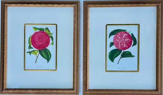 Camellia Prints, Framed Original Botanicals by Verschaffelt, 1845 (Set of 2)