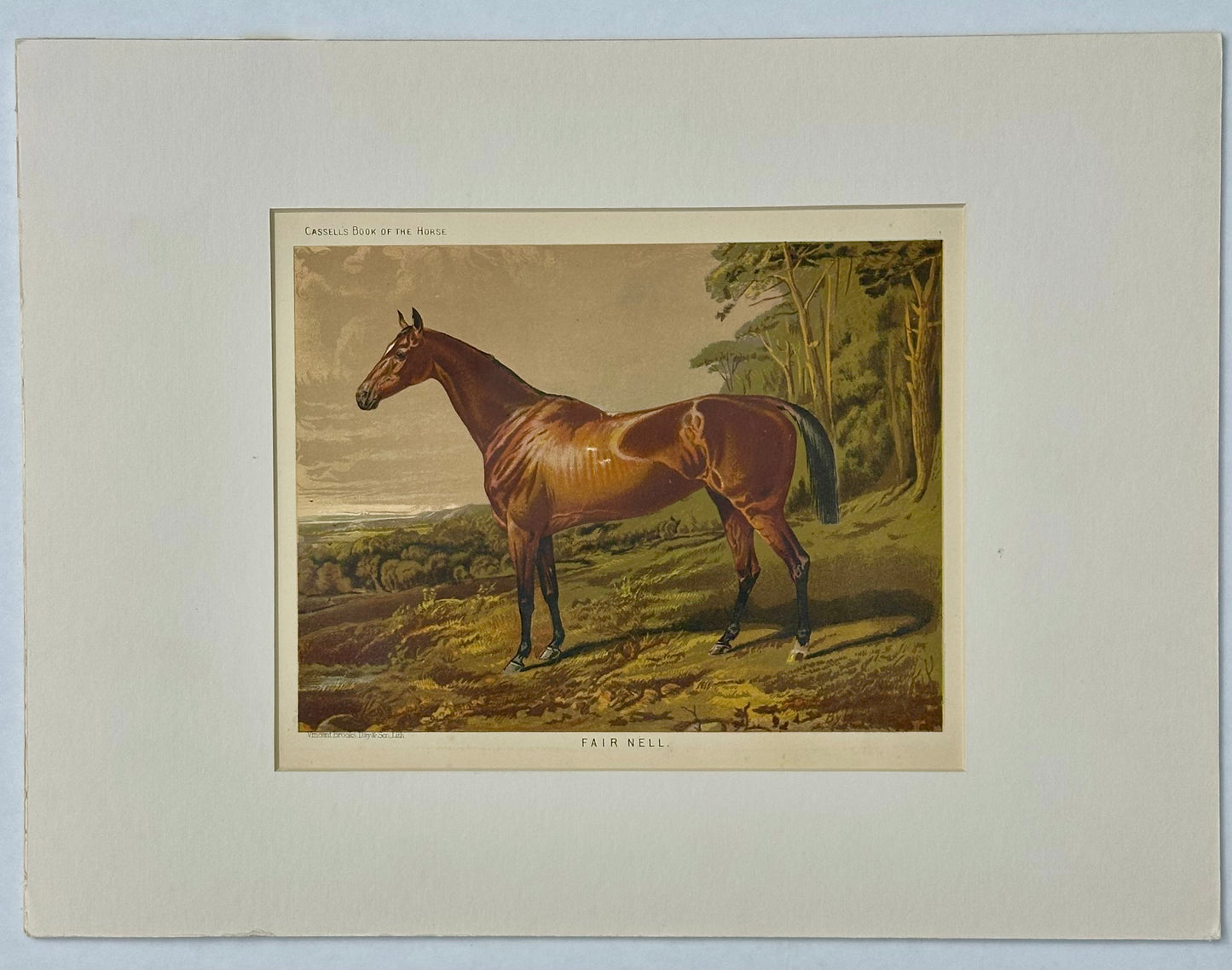 Fair Nell Horse Print by Cassell, 1885