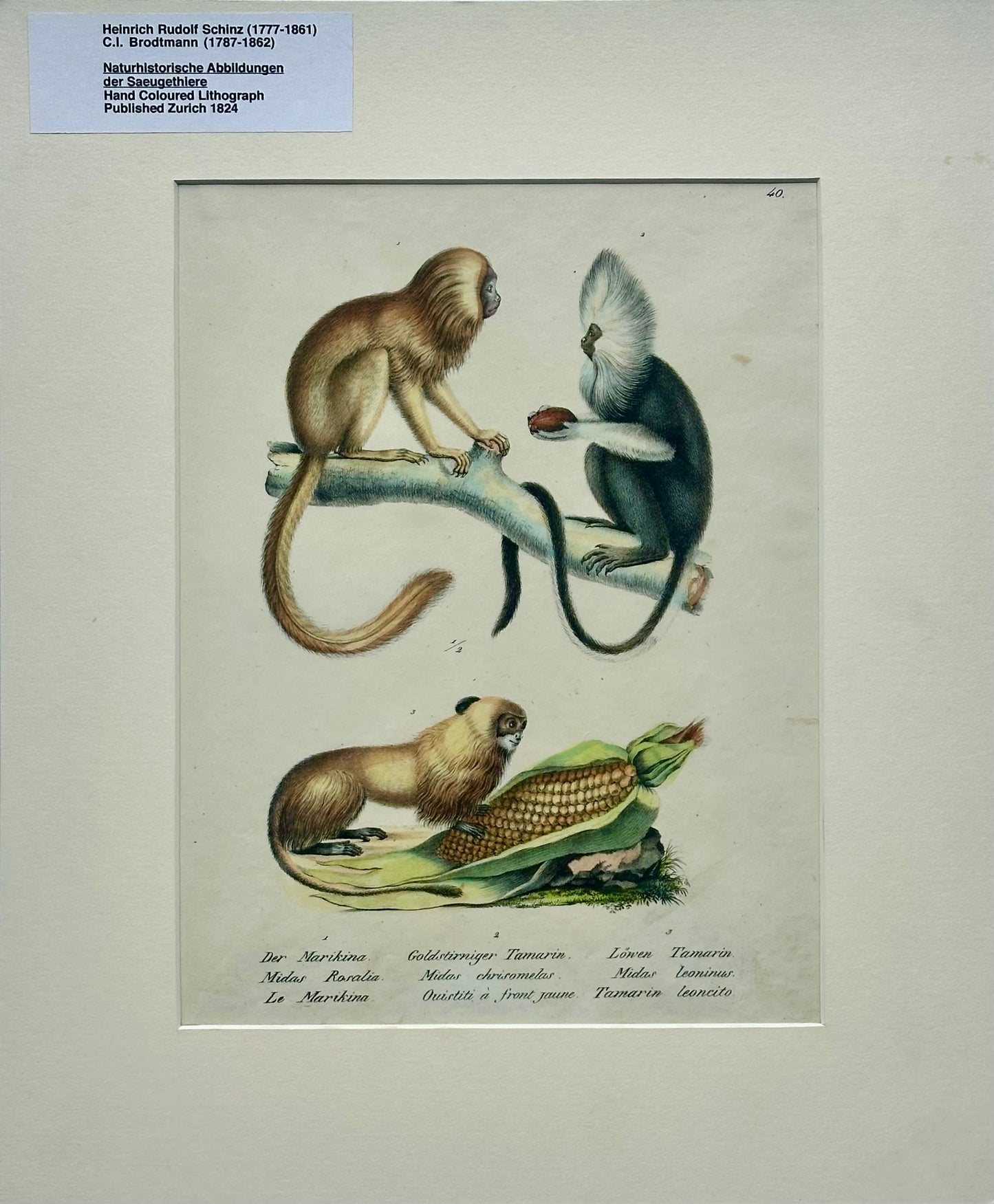 Tamarin Monkeys Original Lithograph by Brodtmann, 1824