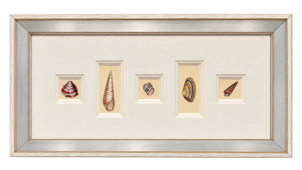 Antique Coastal Seashell Prints | Custom Framed Collection | By Donovan, circa 1804