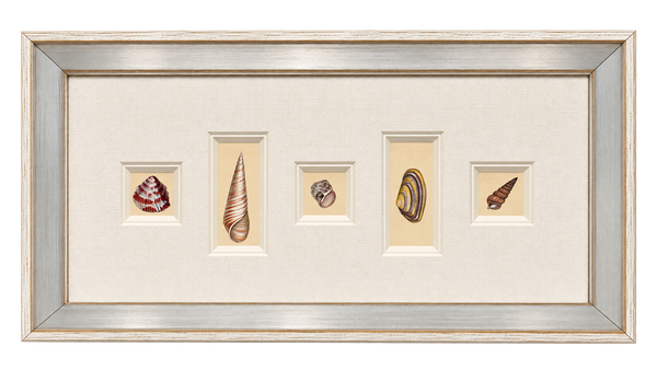 Antique Coastal Seashell Prints | Custom Framed Collection | By Donovan, circa 1804