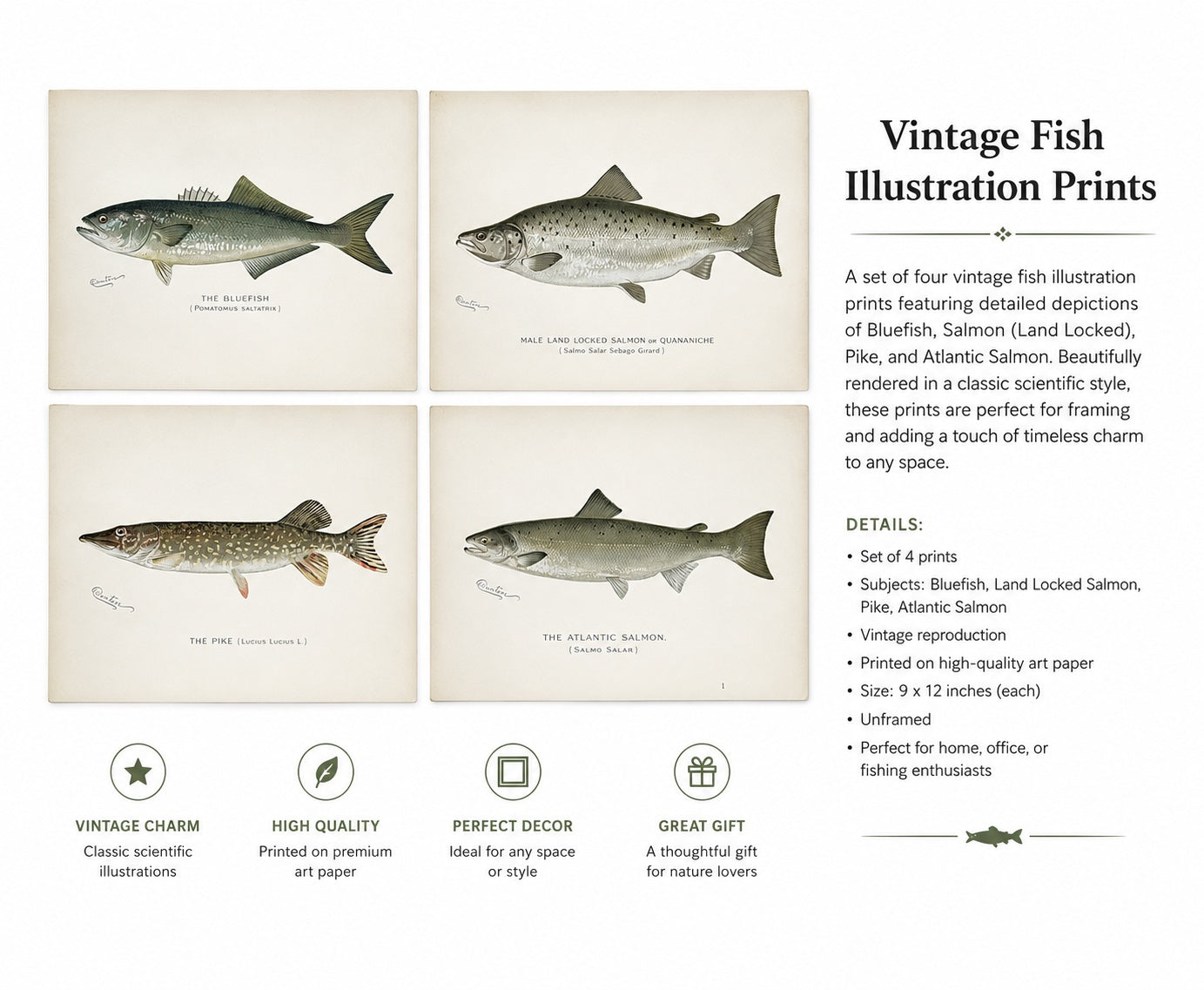 Bluefish, Atlantic Salmon, Pike & Landlocked Salmon - by Denton Circa 1903, S/4