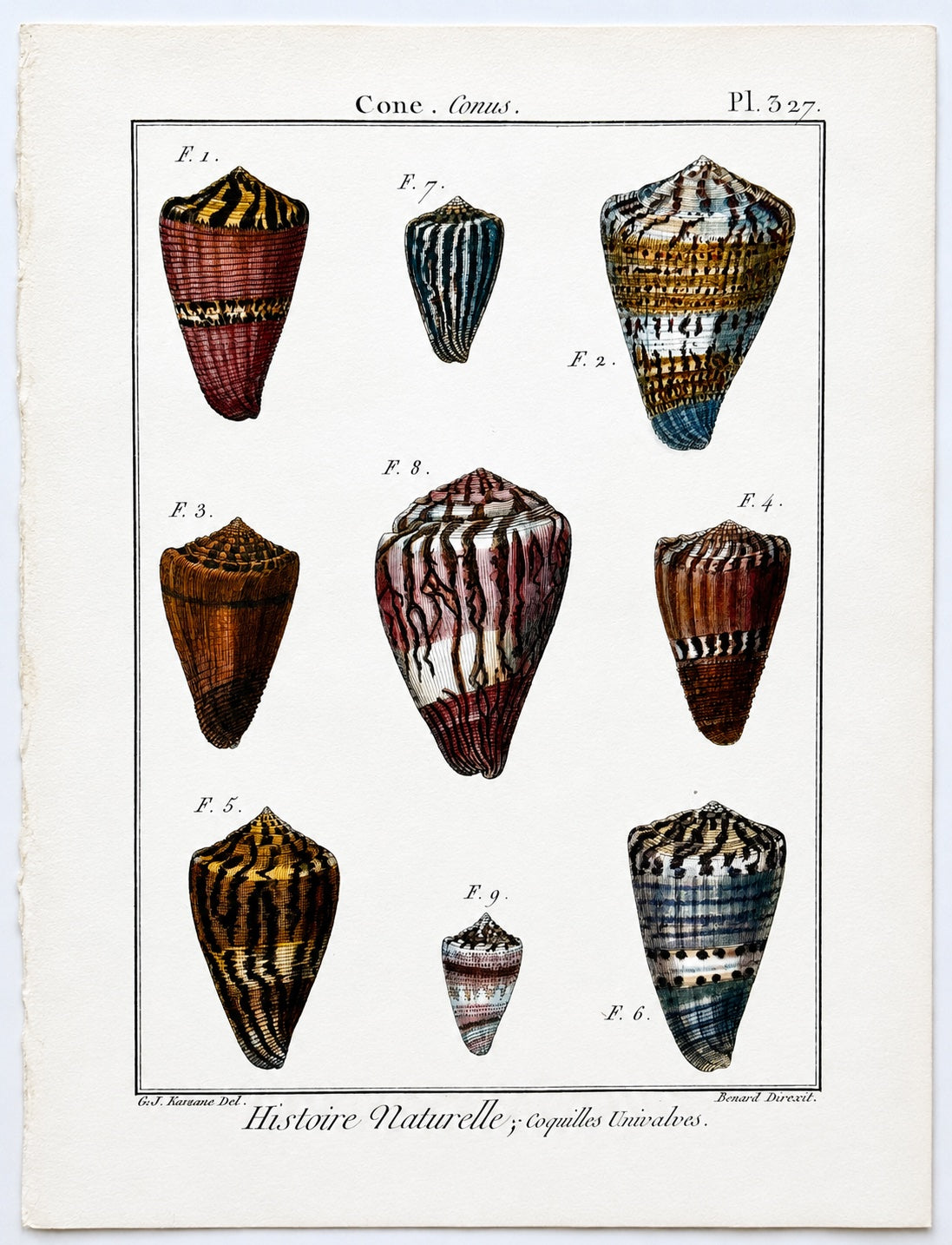 Cone Snails Marine Shells, Original Engraving from Histoire Naturelle, 1789