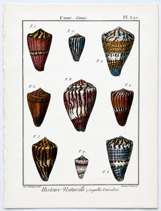 Cone Snails Marine Shells, Original Engraving from Histoire Naturelle, 1789