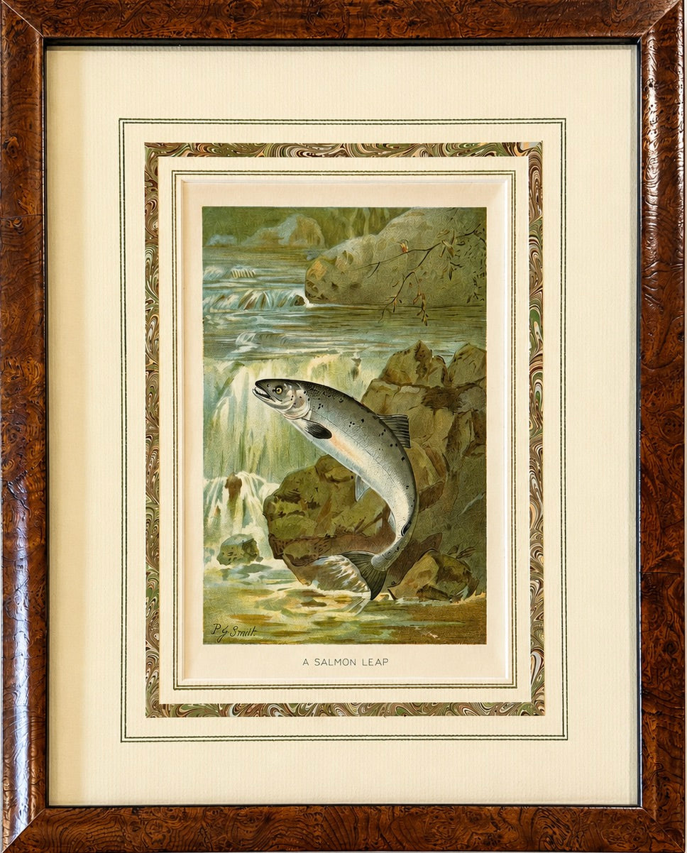 Salmon Leap Antique Sporting Fish Print, circa 1899, Framed
