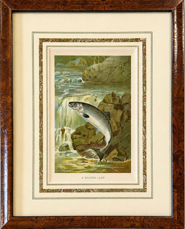 Salmon Leap Antique Sporting Fish Print, circa 1899, Framed
