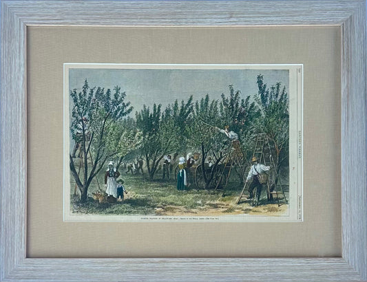 Peach Picking, Delaware Orchard - Hand-Colored Original Print, Framed (Dated 1878)