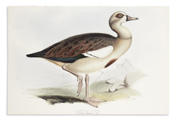 1837 Egyptian Goose John Gould Prints