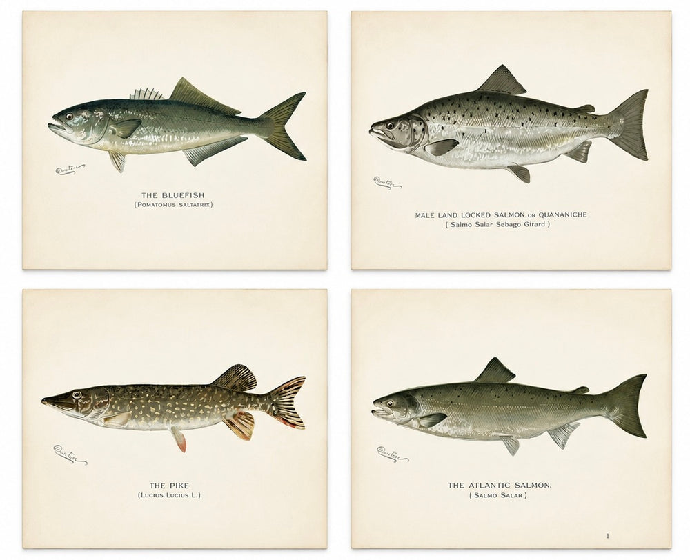 Bluefish, Atlantic Salmon, Pike & Landlocked Salmon - by Denton Circa 1903, S/4