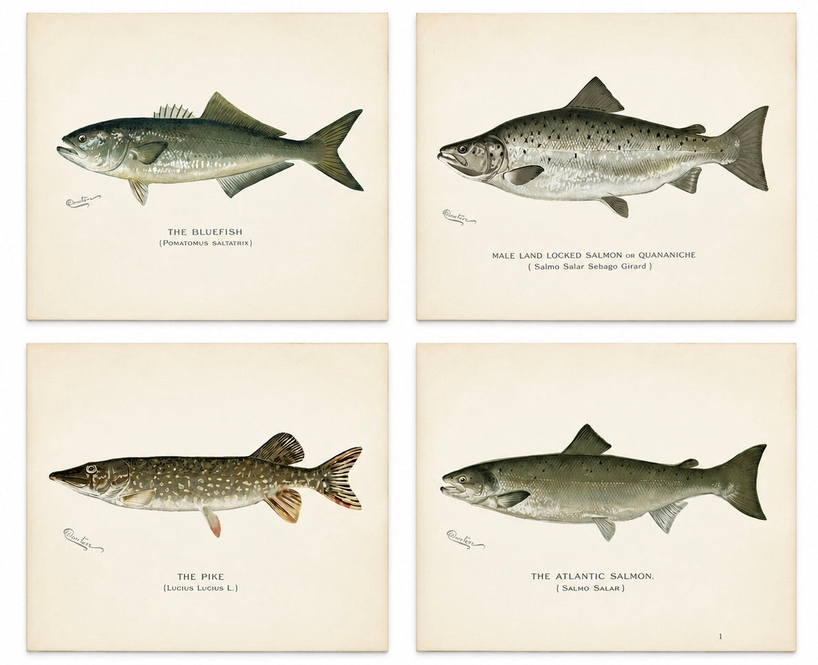 Bluefish, Atlantic Salmon, Pike & Landlocked Salmon - by Denton Circa 1903, S/4